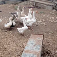 تخم غازاکراینی نطفه دار با نطفه دهی ۹۰ درصد