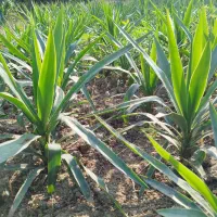 یوکا ریشه دار|گل و گیاه طبیعی|بابل, |دیوار