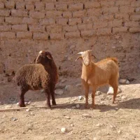 بزغاله وبره نر فروشی