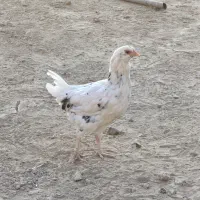 مرغ گلین|حیوانات مزرعه|صباشهر, |دیوار