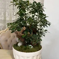 گل بنسای|گل و گیاه طبیعی|اراک, |دیوار