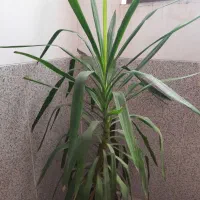 گل زیبا