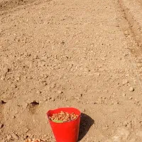 فروش بذر شفتالو و بادام و...جهت احداث نهالستان|خدمات باغبانی و درختکاری|پارس‌آباد, |دیوار