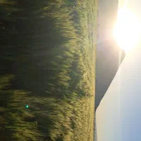 فروش گندم سیروان