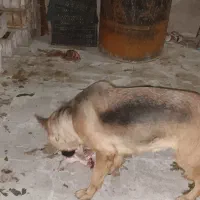 سگ ژرمن شپرد|سگ|قم, جاده معدن|دیوار