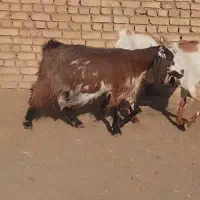 بز شیرا|حیوانات مزرعه|شهرآباد, |دیوار