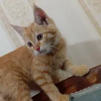 گربه فروشی چشم عسلی عادتی|گربه|تربت جام, المهدی|دیوار