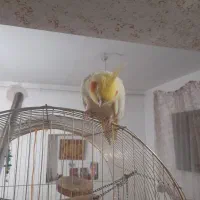 عروس هلندی اهلی اهلی