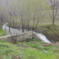 همستر کوهی