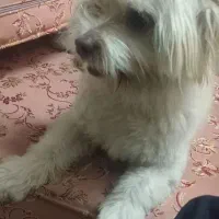 این آقاکوچولوما نیاز به یه سرپرست داره