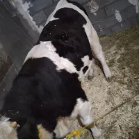 گوساله سمینتال|حیوانات مزرعه|دهگلان, |دیوار