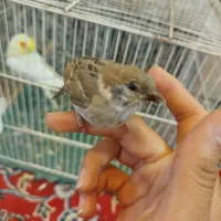 مرغ عشق، کوتوله عروس هلندی وتمام وسایل