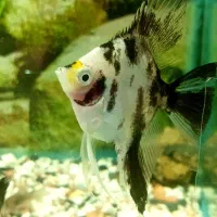 زینتی ماهی|ماهی|الوند, |دیوار