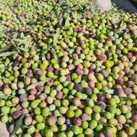 روغن زیتون درختان آربیکن