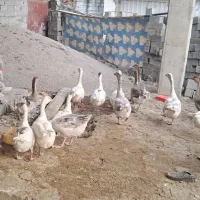 غاز اوکراینی