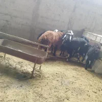 بره میش گوسفند|حیوانات مزرعه|نجف‌آباد, حومه نجف آباد|دیوار