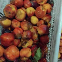 ضایعات شلی برای تهیه لواشک