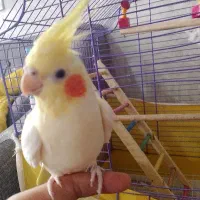 عروس هلندی نره رام رام