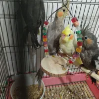 تعدادی عروس هلندی تازه دونخور رام|پرنده|ساری, |دیوار