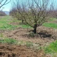علف زنی وشخم زنی|خدمات باغبانی و درختکاری|تبریز, |دیوار