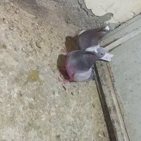 کفتر پلاکی نرماده اصل|پرنده|کوهسار (البرز), |دیوار