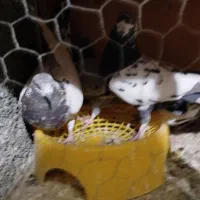 کبوتر مالچه|پرنده|سنندج, |دیوار