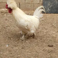 خروس سلطان