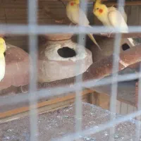 عروس هلندی لوتینو|پرنده|چابهار, |دیوار