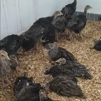 جوجه بوقلمون نیمچه دو ماهو نیمه و یک ماهو ۲۰ روزه