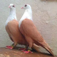 کبوترنرماده مخمل زرد