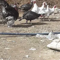 بوقلمون|پرنده|بزینه رود, |دیوار