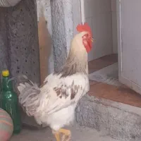 یک عدد خروس محلی