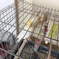 عروس. هلندی