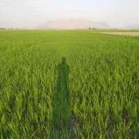 برنج کامفیروزی|خوردنی و آشامیدنی|صدرا-فارس, فاز ۱|دیوار