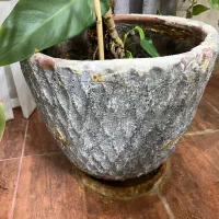 گلدون گوش فیلی یا فیلو دنرون بزرگ|گل و گیاه طبیعی|خرمآباد, |دیوار