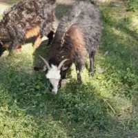 میش دوبره|حیوانات مزرعه|بم, |دیوار