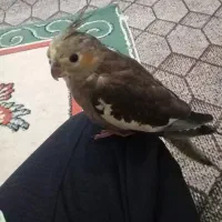 گمشده