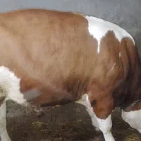 گاو نر سیمینتال