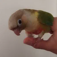 طوطی گرینچیک