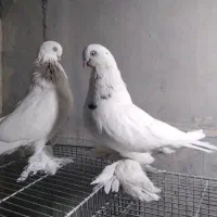 فروش ۱ جفت کبوتر  لانگ فیس و ۱ جفت نوک ریز