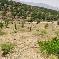 باغ سنددار۱۷۰۰متر در منطقه سامان شوراب امامیه|فروش زمین و ملک کلنگی|شهرکرد, |دیوار