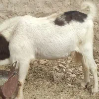 بز پازن|حیوانات مزرعه|بهبهان, |دیوار