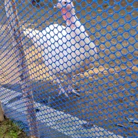 بوقلمون ماده بیوتی ۱۰ ماهه