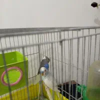 یه جفت مرغ عشق|پرنده|ساوه, |دیوار