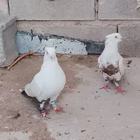 طوقی نروماده و دمبی جفتی خوب