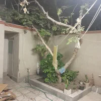 اجاره آپارتمان ۹۰ متری ۱ خوابه همکف در هدایت|اجارهٔ آپارتمان|مشهد, هدایت|دیوار