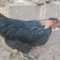 مرغ