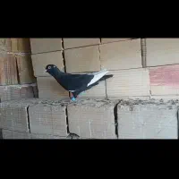 قارا سیاه|پرنده|الوند, |دیوار