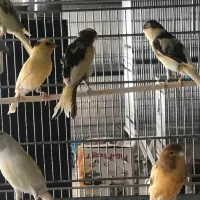 قناری پرستار ابلغ