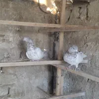 سلام خدمت عشقبازان|پرنده|قم, شهرک سازمان آب|دیوار